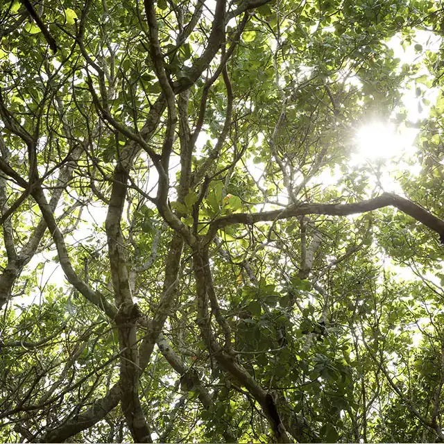 Scenic photo of  bunch of trees with sun radiating through