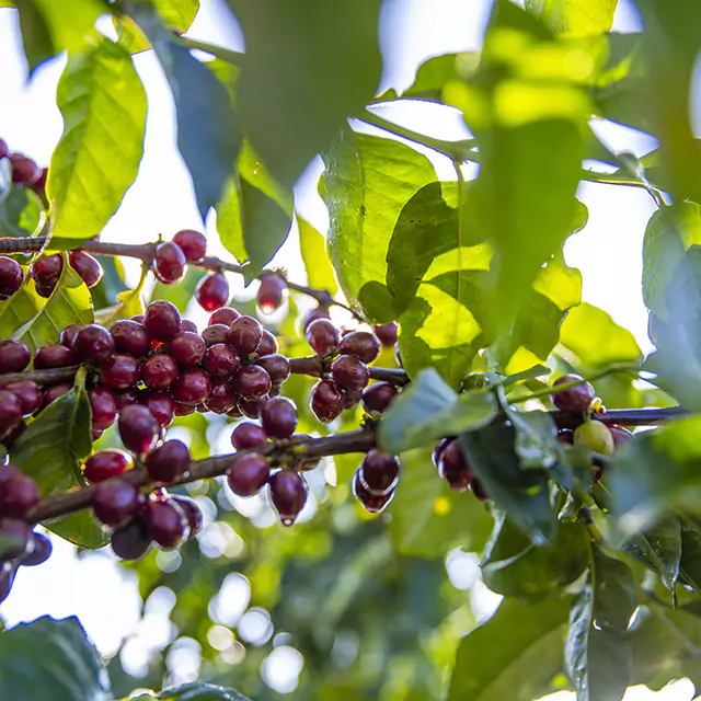 Red coffee beans handing on a branch