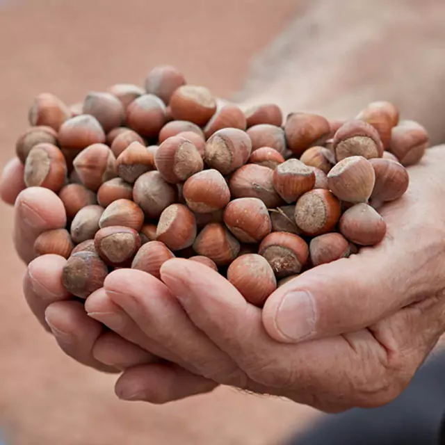 Hand of a person holding nuts in their palms