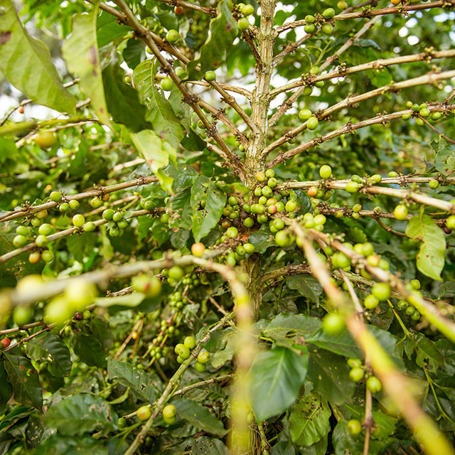 Green coffee tree in Laos