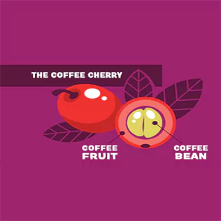 The coffee cherry