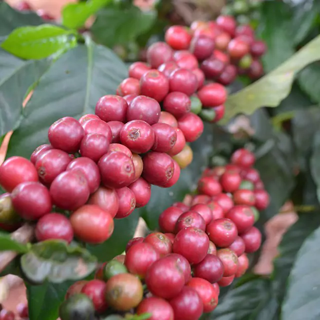 Red coffee beans handing on a branch
