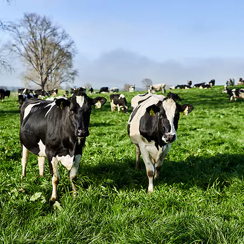 Cows in an open field