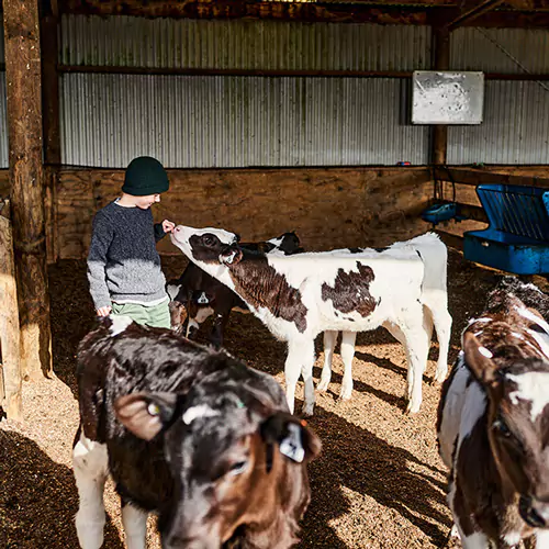 Child feeding cows in a shed